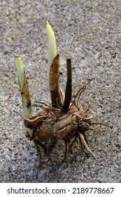 A Corm Of Bletilla (Orchidaceae), Known As Chinese Ground Orchid