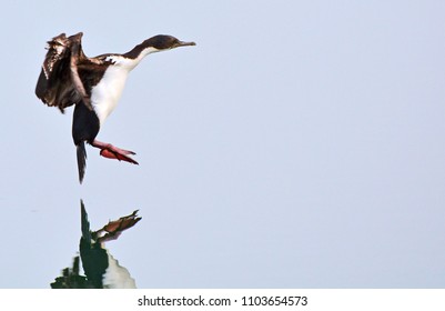 cormoran, bay of ushuaia
enclosed bay - Shutterstock ID 1103654573