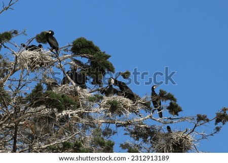 Cormoran feed their young in the nest in the trees, golfe of Morbihan, France