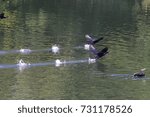 cormorant