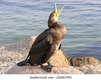 Cormorant