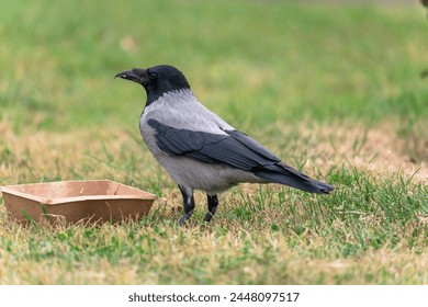 Cormorant bird close up, nature picture, stock photo - Powered by Shutterstock