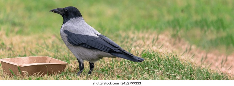 Cormorant bird close up, nature picture, stock photo - Powered by Shutterstock