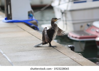 Cormorant Bird Drying In The Sun After Storm