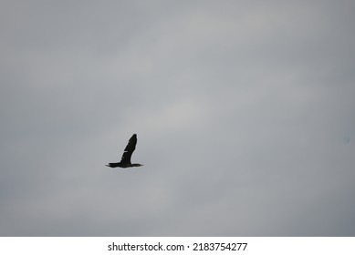 Cormorant, Bird In Flight, Bird Eating Fish