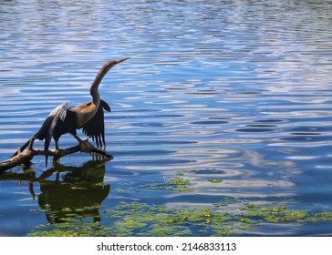 Cormorant bird in Florida lake