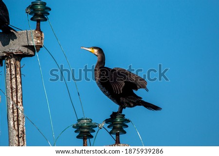 cormorant bird marsh ponds and swamps of europe italy