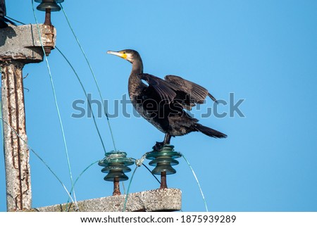 cormorant bird marsh ponds and swamps of europe italy