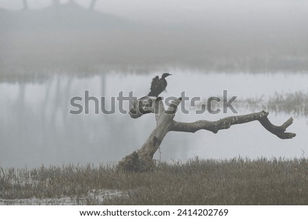 A cormorant bird perched on a dead branch in the misty forest.