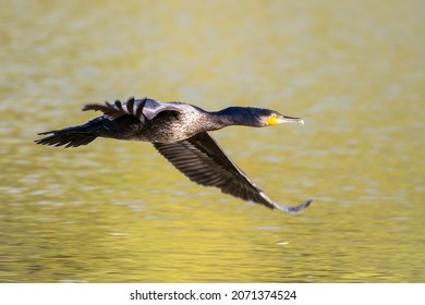 Cormorant Bird (Phalacrocorax Carbo) Taking Flight Over Water, England, UK