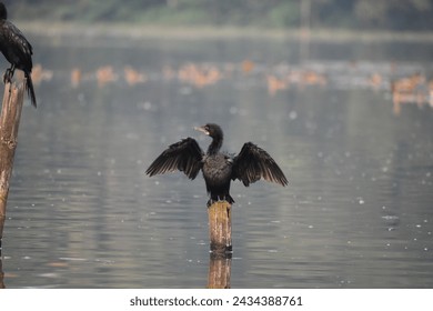 A cormorant bird spreading it's wings while seated on a log in a lake . - Powered by Shutterstock