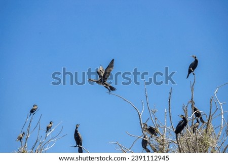 cormorant birds in the lake