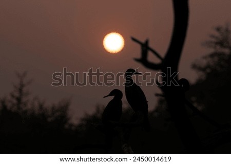 Cormorant birds in silhouette as the sun sets in the background.