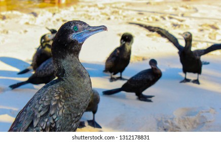 Cormorant Closeup Portrait With His Family Waving In Australia Cairns
