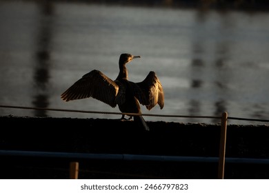 cormorant drying his wings on sunset  - Powered by Shutterstock