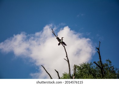 Cormorant drying it’s wings high in a tree - Shutterstock ID 2014576115