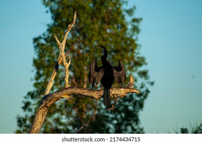 Cormorant Drying Its Wings In Kakadu National Park, In Northern Australia's Top End.