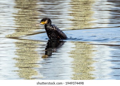 Cormorant Emerging From Water On Lake