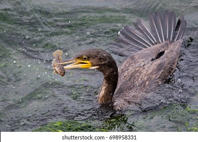 Cormorant Fishing, Baltic Sea