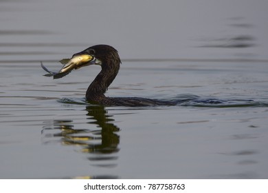 Cormorant Fishing Lake Stock Photo 787758763 | Shutterstock