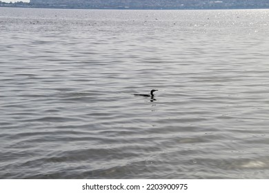 Cormorant Fishing In The Sea