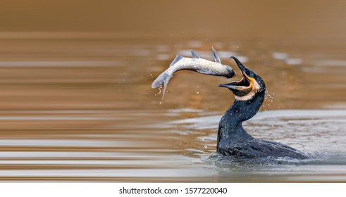 Cormorant Fishing In The Wetlands