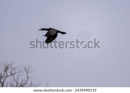 A cormorant flying through a cloudy sky