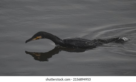 A Cormorant In Frampton Marsh Nature Preserve In Wyberton, England, The UK