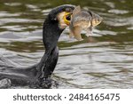 Cormorant with a large snack