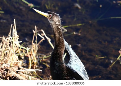 Cormorant Located In Largo, FL