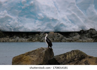 Cormorant At Melchior Islands, Antarctica