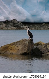 Cormorant At Melchior Islands, Antarctica