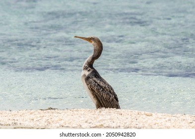 Cormorant On The Beach, Dukhan, Qatar