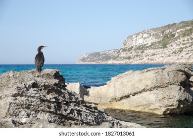 Cormorant On A Rock In The Blue Sea Looking Towards The Cliff Of Pilar De La Mola, Formentera, Spain