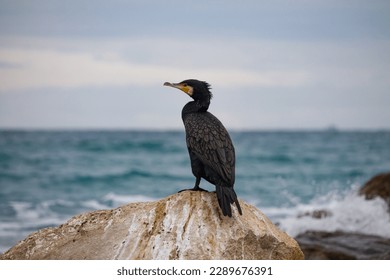 Cormorant on rock over the horizon and seascape in El Campello, Spain
 - Powered by Shutterstock