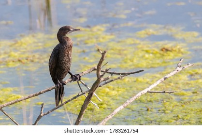 Cormorant (Phalacrocoracidae) Bird Perched On Tree Near Water Body