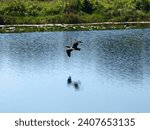Cormorant (Phalacrocoracidae family) flying over the canal of the Tamiami Trail in the Everglades. 