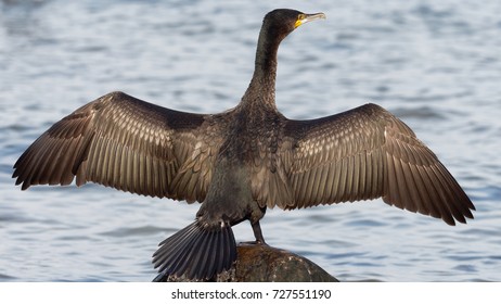 Cormorant - Phalacrocorax Carbo
