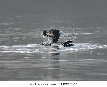 A Cormorant, Phalacrocorax Carbo Hunting For Food On A Lake At A UK Nature Reserve.