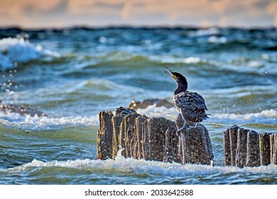 Cormorant (Phalacrocorax Carbo) On The Coast Of Drankse On Rügen.