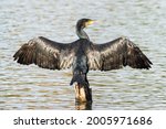 Cormorant (Phalacrocorax Carbo) perched atop a wooden stump drying its wings in the sun, wings open or spread. England, UK