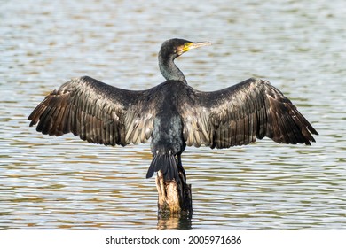 Cormorant (Phalacrocorax Carbo) perched atop a wooden stump drying its wings in the sun, wings open or spread. England, UK