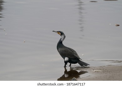 cormorant is in the pond