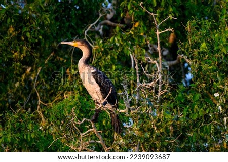 A cormorant resting in a tree