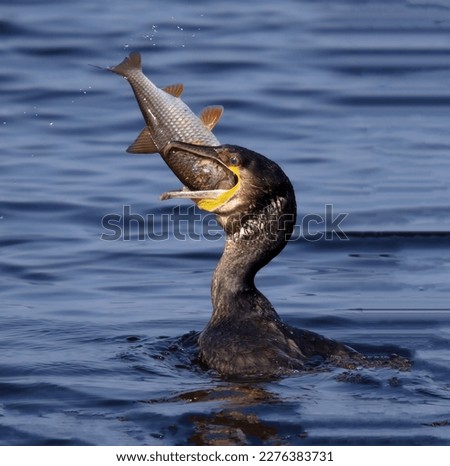 A cormorant seabird tries to swallow an impressive-sized fish in close-up