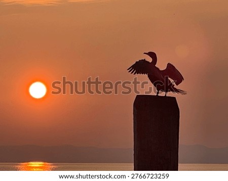 Cormorant  seen perched on posts in the water to dry their feathers. Cormorant sitting in the sunset. Lake Garda