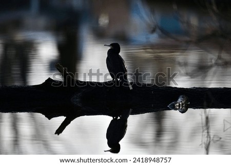 Cormorant sits on the river bank. Sideview Silhouette.