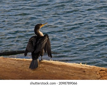 Cormorant Sitting On The Log Floating In The Water Near The Coast Of Victoria BC