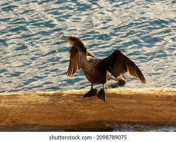 Cormorant Sitting On The Log Floating In The Water Near The Coast Of Victoria BC