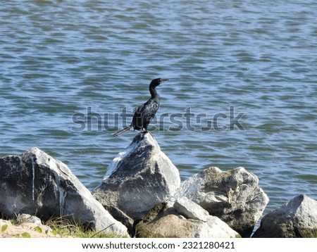 cormorant sitting on a rock  